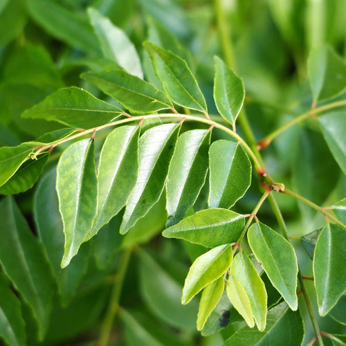 Close-up of a curry leaf, with vibrant green, shiny leaves growing in a staggered pattern.
