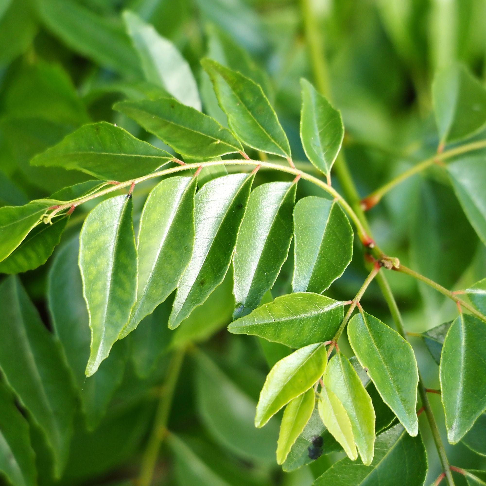 Close-up of a curry leaf, with vibrant green, glossy leaves growing in a staggered pattern.